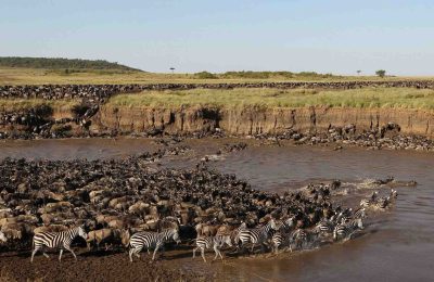 2 Day Complete Ndutu Calving Season