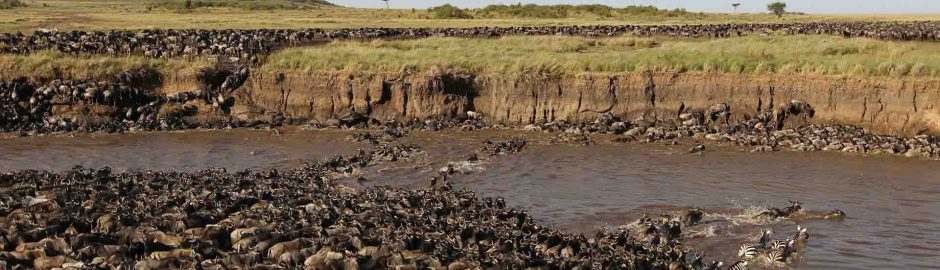 2 Day Complete Ndutu Calving Season