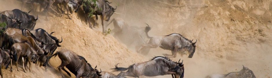Serengeti Migration with Serengeti Trips