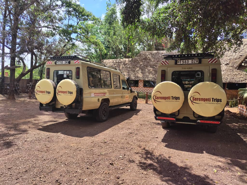 3-Day Big Cats Safari Expedition