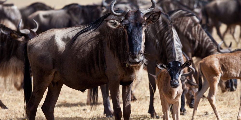 Masai Mara VS Serengeti