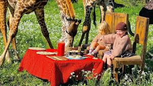 Serengeti Taxi to Serval wildlife